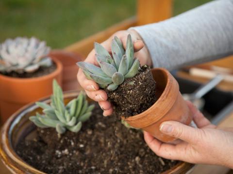 Planting Succulents